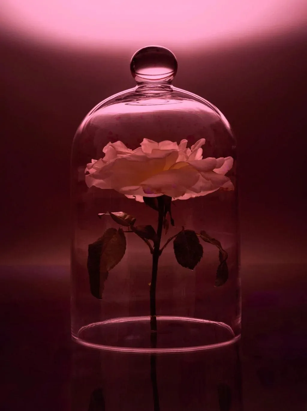 Flamingo Estate's Night Blooming Jasmine & Damask Rose Candle